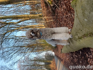 Königspudel Großpudel Deckrüde  Bild 8