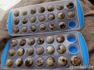 frische Wachtel Brut Eier 