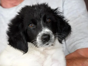 Cesara sucht sein Zuhause