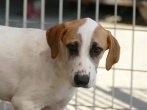 Saturno sucht sein Zuhause (noch auf Sardinien)