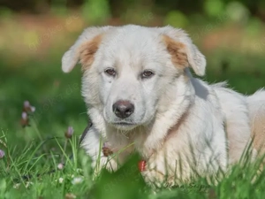 Poldo sucht sein Zuhause