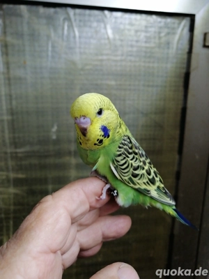 Wellensittiche nestjunge 