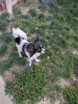 Papillon Hündin Junghund 