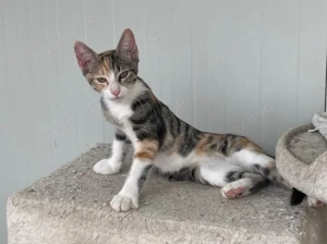 Frieda - ein kleines Energiebündel mit großem Kuschelherz sucht ihr Zuhause