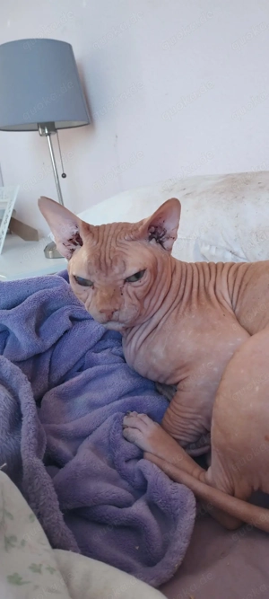 Ramses sucht sein Zuhause - Nacktkater - FIV positiv