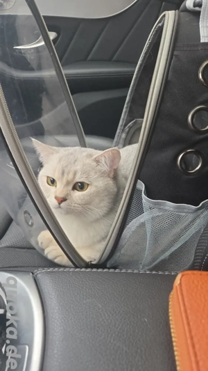 Deckkater Britisch Kurzhaar   Silber Shaded  2 Jahre  Bild 4