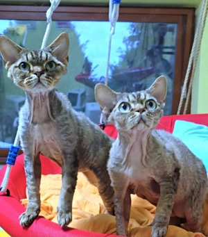 Zwei (Adult) Kater suchen ein gemeinsames Zuhause!(3 und 4 Jahre alt)