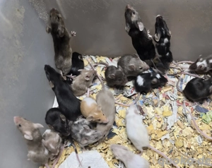    Farbmäuse Mäuse in verschiedenen Farbschlägen abzugeben      Bild 3