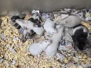    Farbmäuse Mäuse in verschiedenen Farbschlägen abzugeben      Bild 4