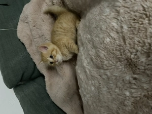 Simba Bkh Kater sucht ein schönes Zuhause 