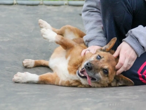 Menschenbezogener AMON sucht sein Glück   