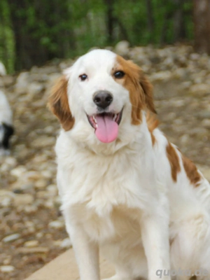 Hübscher ANDRÉ sehnt sich nach einem Zuhause   