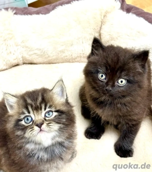 Zu verkaufen: 2 süße Kater 