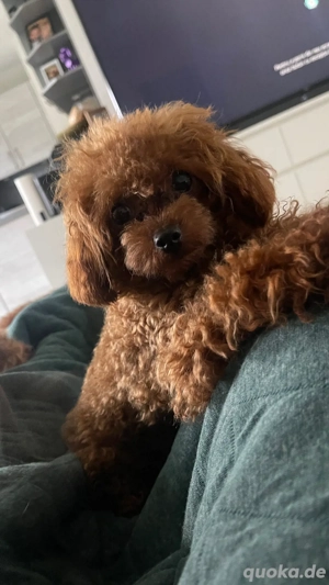 toypudel asiatische Linie 