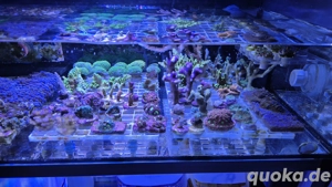 Meerwasser Aquarium Korallen Ableger lps Sps