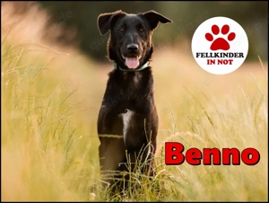 lieber aktiver Jungrüde Mischlings-Rüde Benno sucht eine Familie
