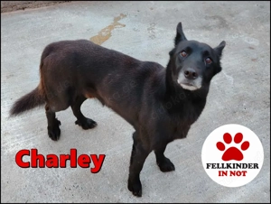 schüchterner Mischlings-Rüde Charley sucht ein Zuhause oder Pflegestelle