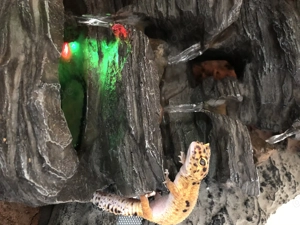 Tangerine Leopardgecko Weibchen