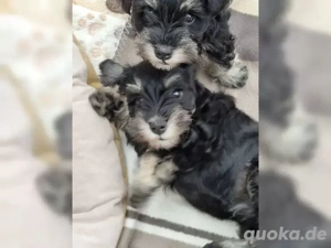 Zwergschnauzer Welpen