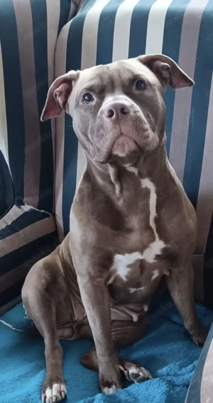 Hope 2 Jahre sucht dringend ein neues liebevolles Zuhause 