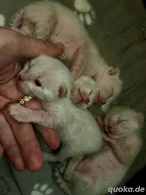 Bengalkitten Snow Lynx Bild 3
