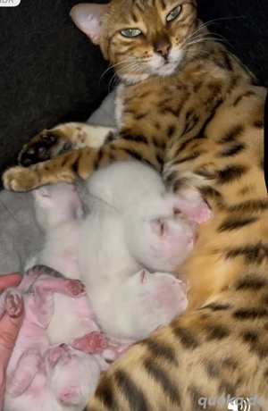 Bengalkitten Snow Lynx Bild 5