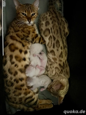 Bengalkitten Snow Lynx Bild 4