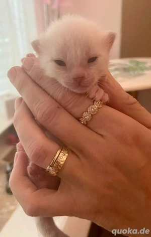 Bengalkitten Snow Lynx Bild 2