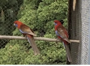 Sittiche verschiedene Arten 