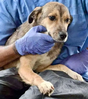 Junghündin Chara   sanft & verspielt