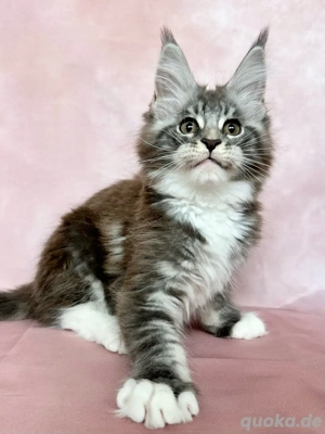 Lady Charm   kleine Maine-Coon-Diva