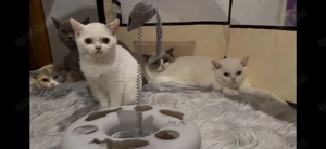 Wunderschöne BKH-Kätzchen   13 Wochen alt, reinrassig, stubenrein