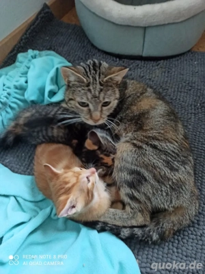 Rotes Katzenmädchen 