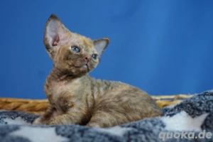 verschmuste Devon Rex Babys 