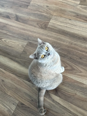 2 ruhige, geimpfte, gechipte, kastrierte Katzen suchen gemeinsames Zuhause