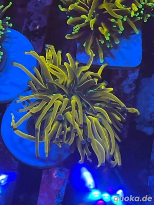 Alles muss raus!!!! ***Ephylia glabrescens, Eupylia paraancora Bild 2