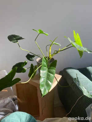 Philodendron Burle Marx 