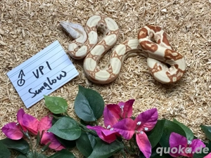 VPI T+ Sunglow Boa Imperator