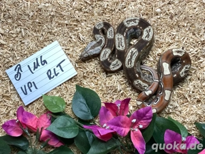 IMG VPI T+ Rlt Boa Imperator