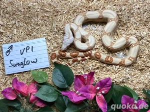 VPI T+ Sunglow Boa Imperator