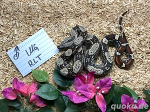 IMG RLT Boa Imperator