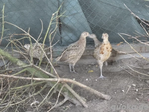 Jagdfasan Jungtiere Fasan