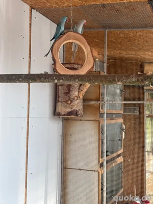 Alexandersittich Paar