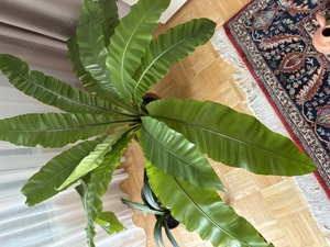 Herrlicher großer Nestfarn (Asplenium), ein echter Hingucker