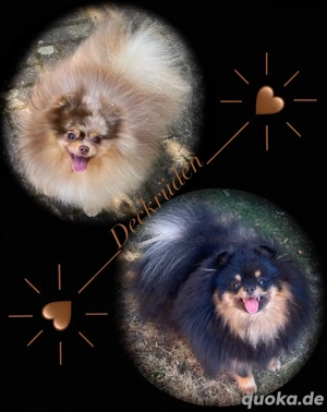 Deckrüde Pomeranian Zwergspitz