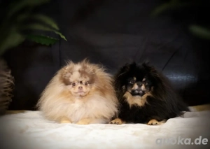 Exquisite Deckrüden  -  Schoko Merle Tan  -  Black Tan