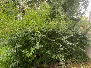 Forsythien-Hecke zu verschenken