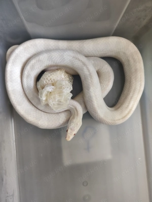 10 Kornnattern zu verkaufen 