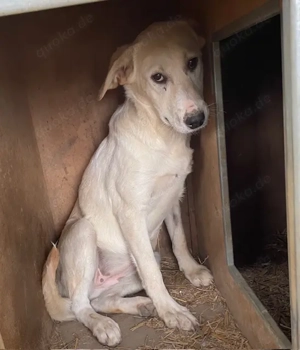 Narnia, z. Zt. in Ungarn, ist ein zauberhaftes, verspieltes, freundliches und neugieriges Wesen