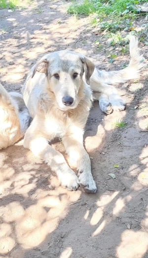 Irish Wolfhound   Irischer Wolfshund Labrador Mix 
